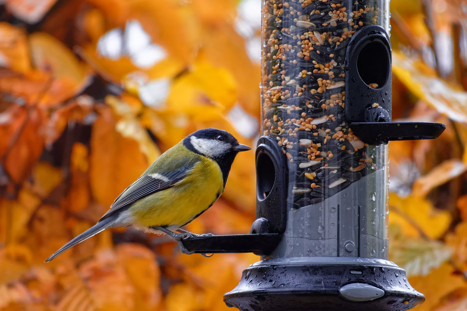 great tit bird feeding on bird feeding during autumn months