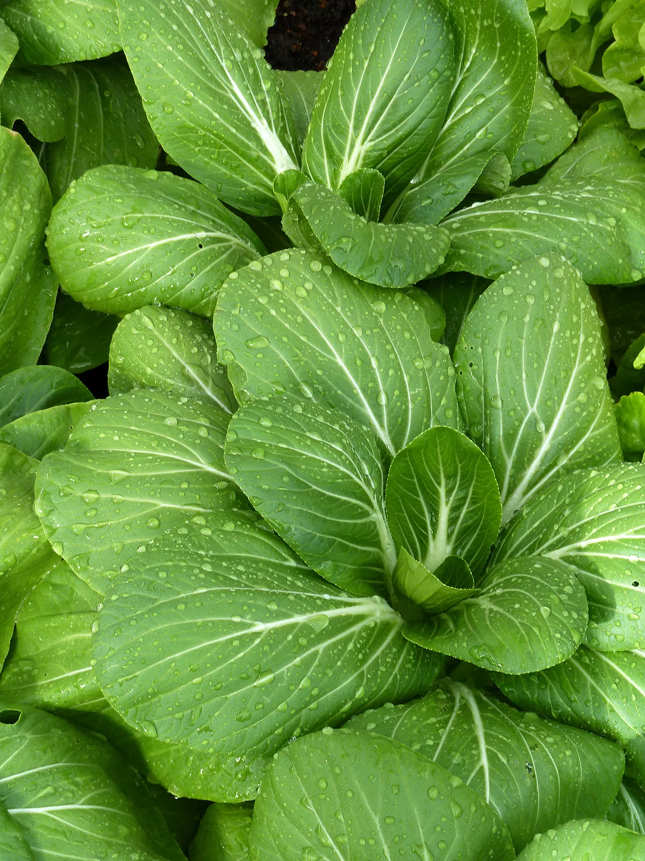 close-up of bok choy