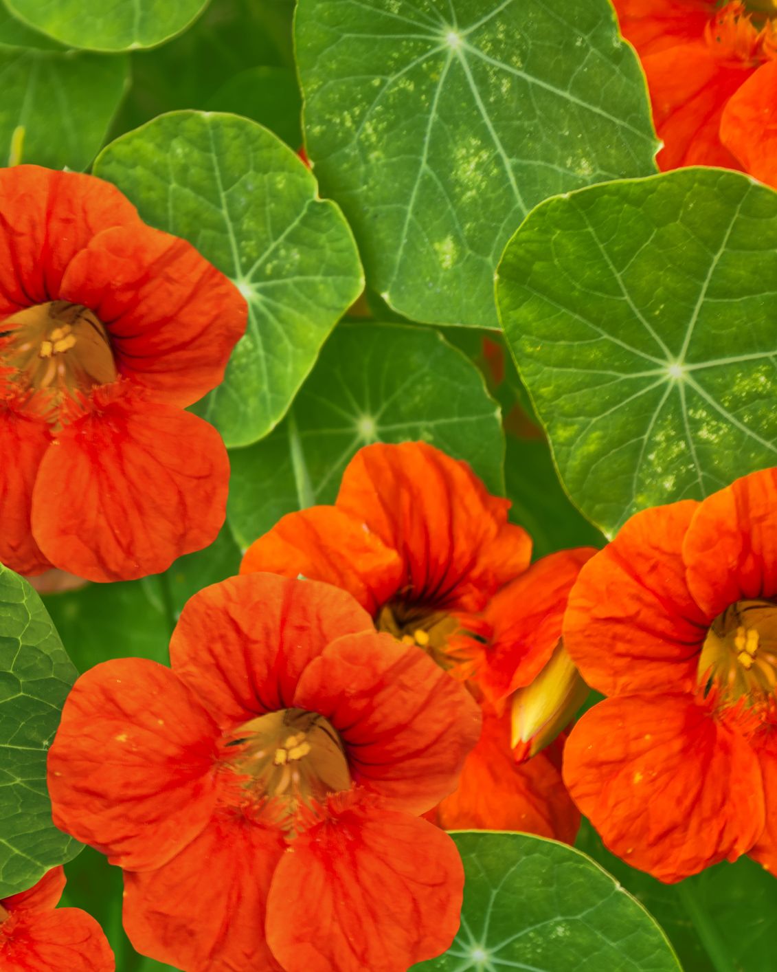 nasturtium growing guide