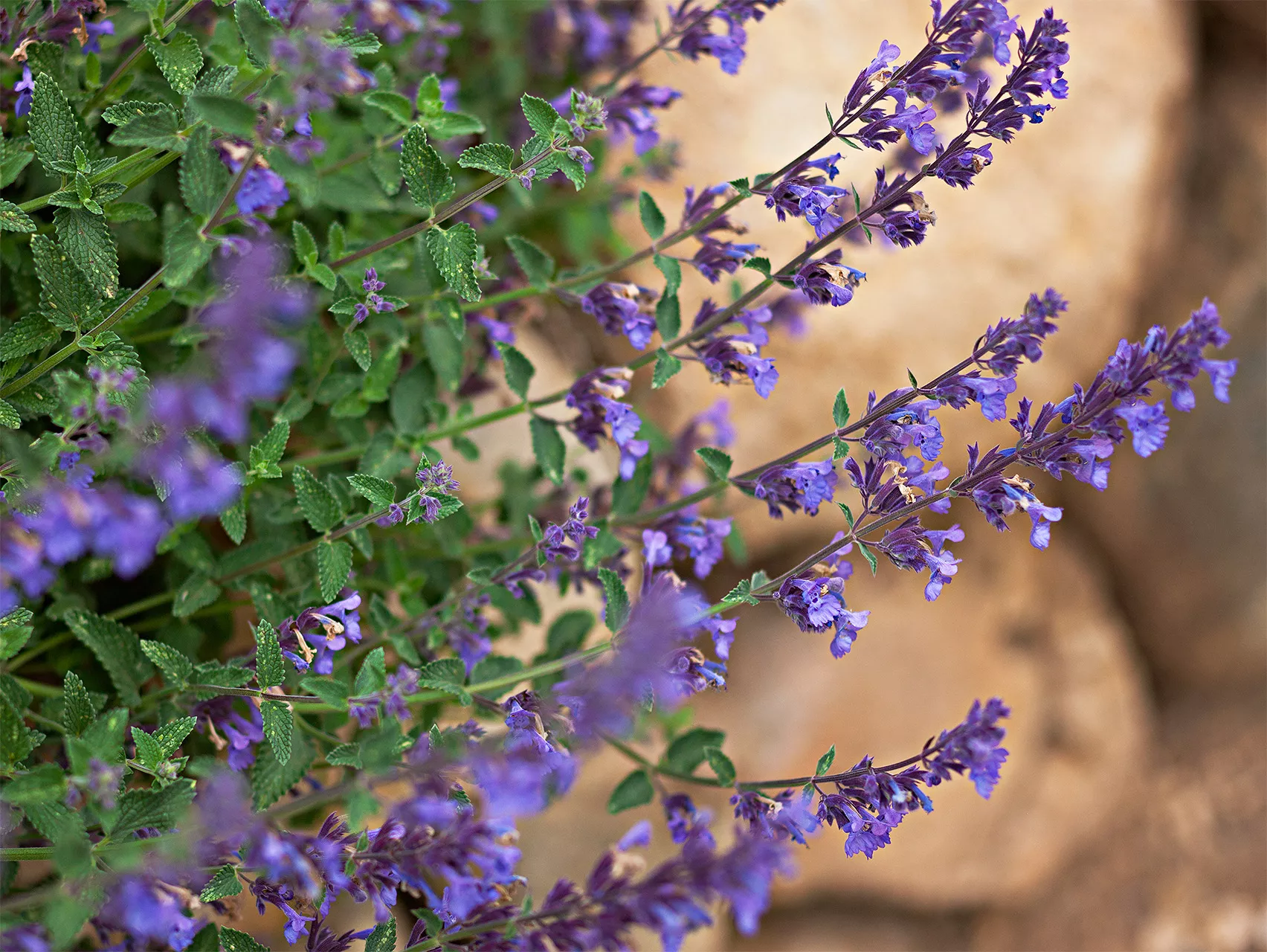 catmint purple flowers