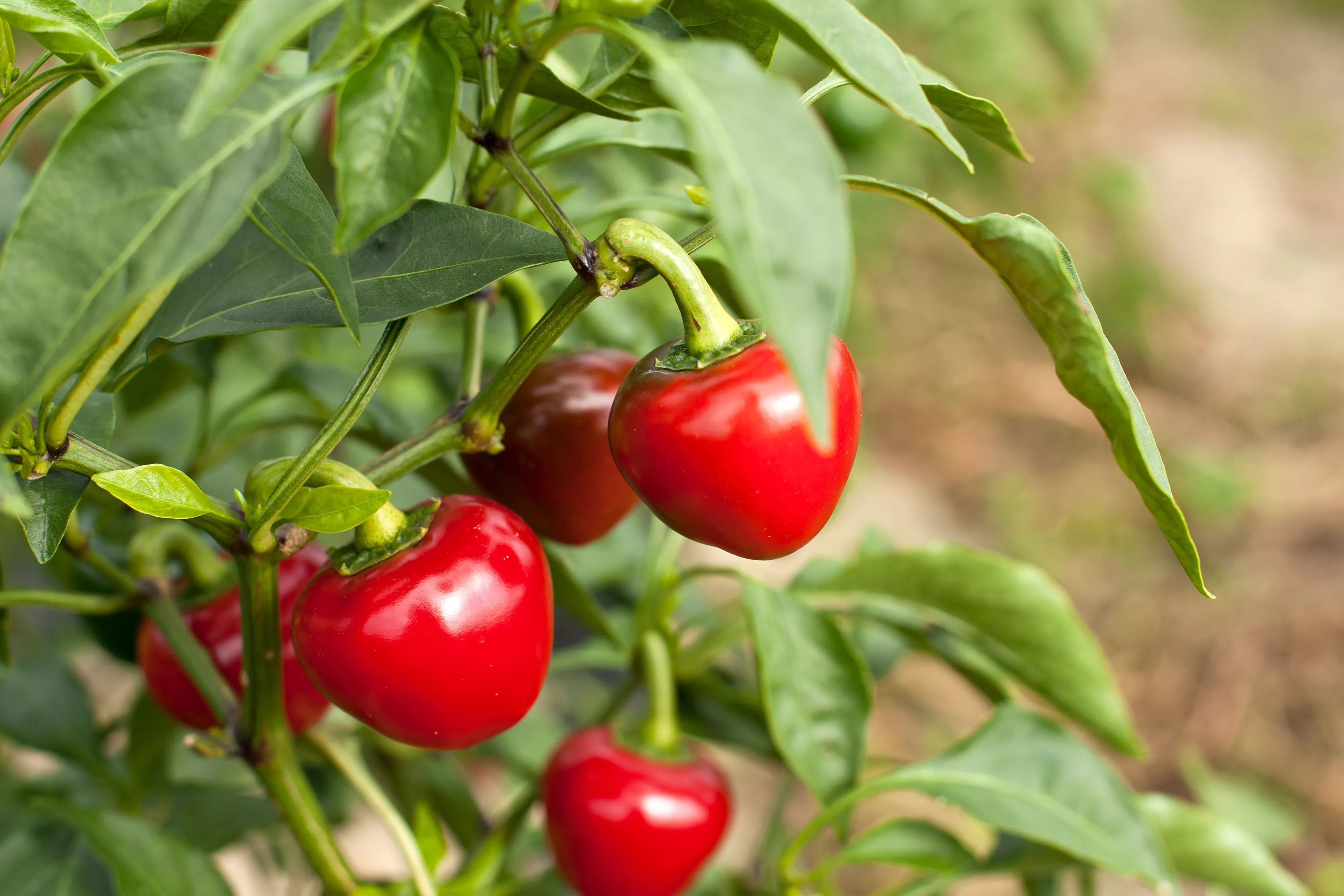 cherry pepper plant