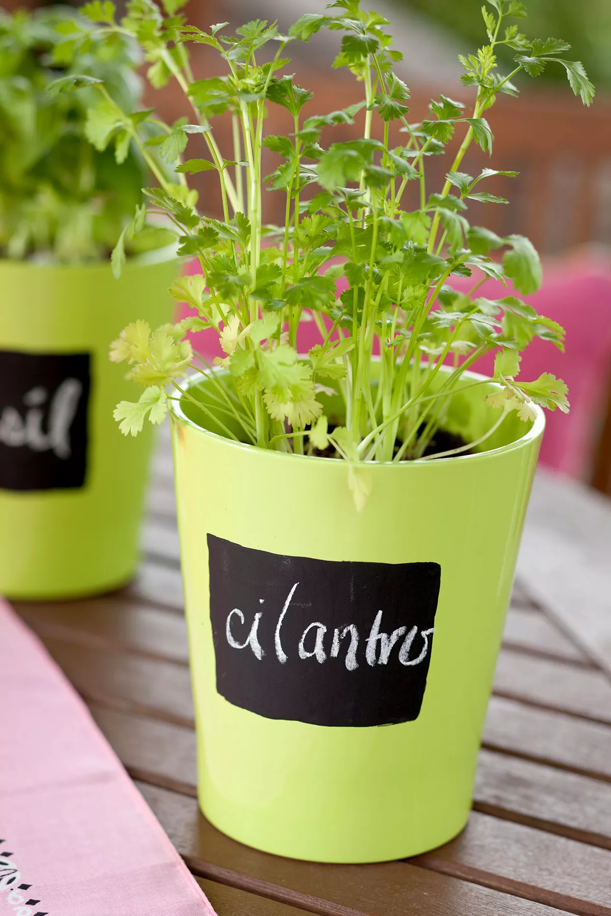 cilantro-green-pot-97d898a8