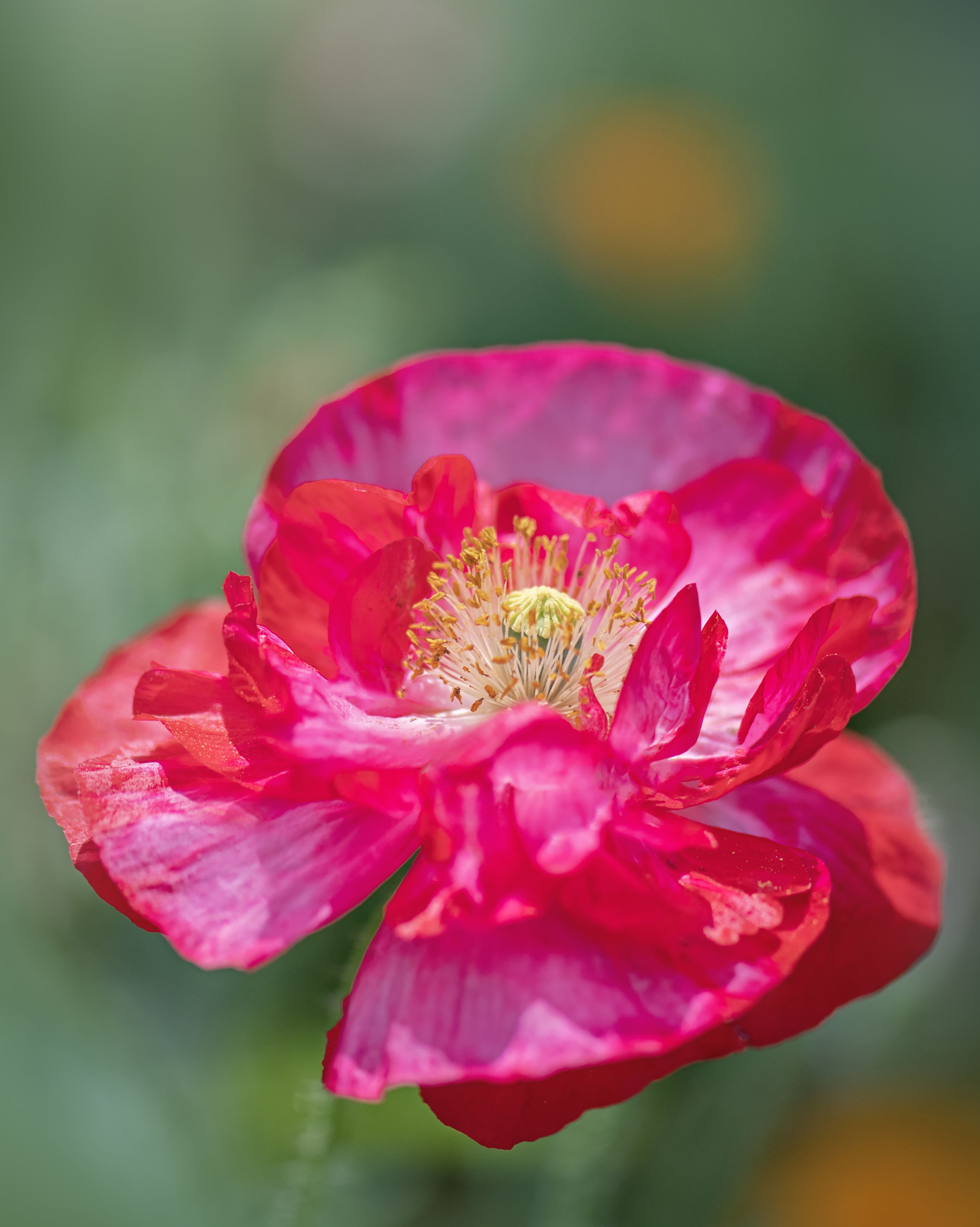 types of flowers icelandic poppy