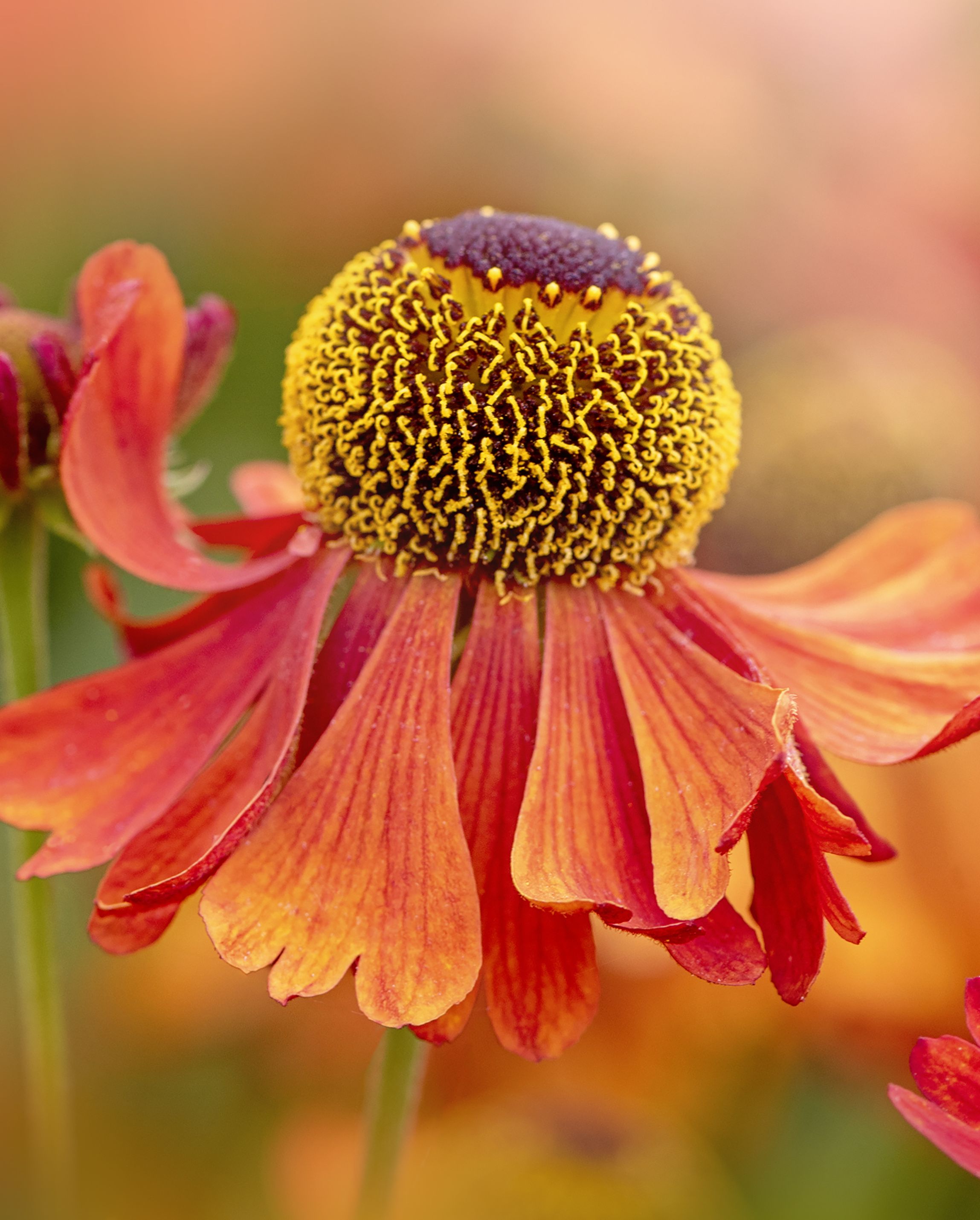 types of flowers helenium