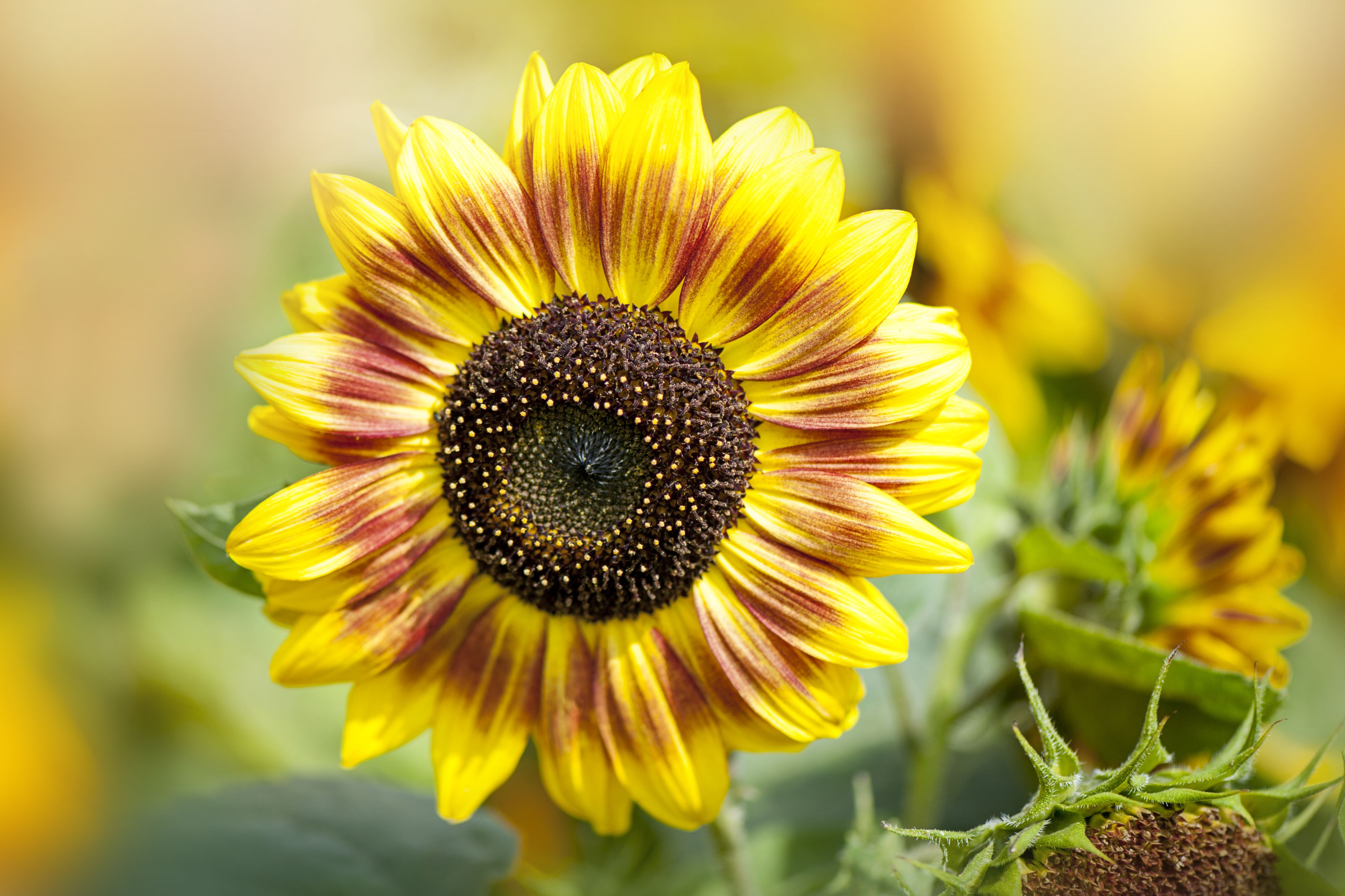 when to plant sunflowers