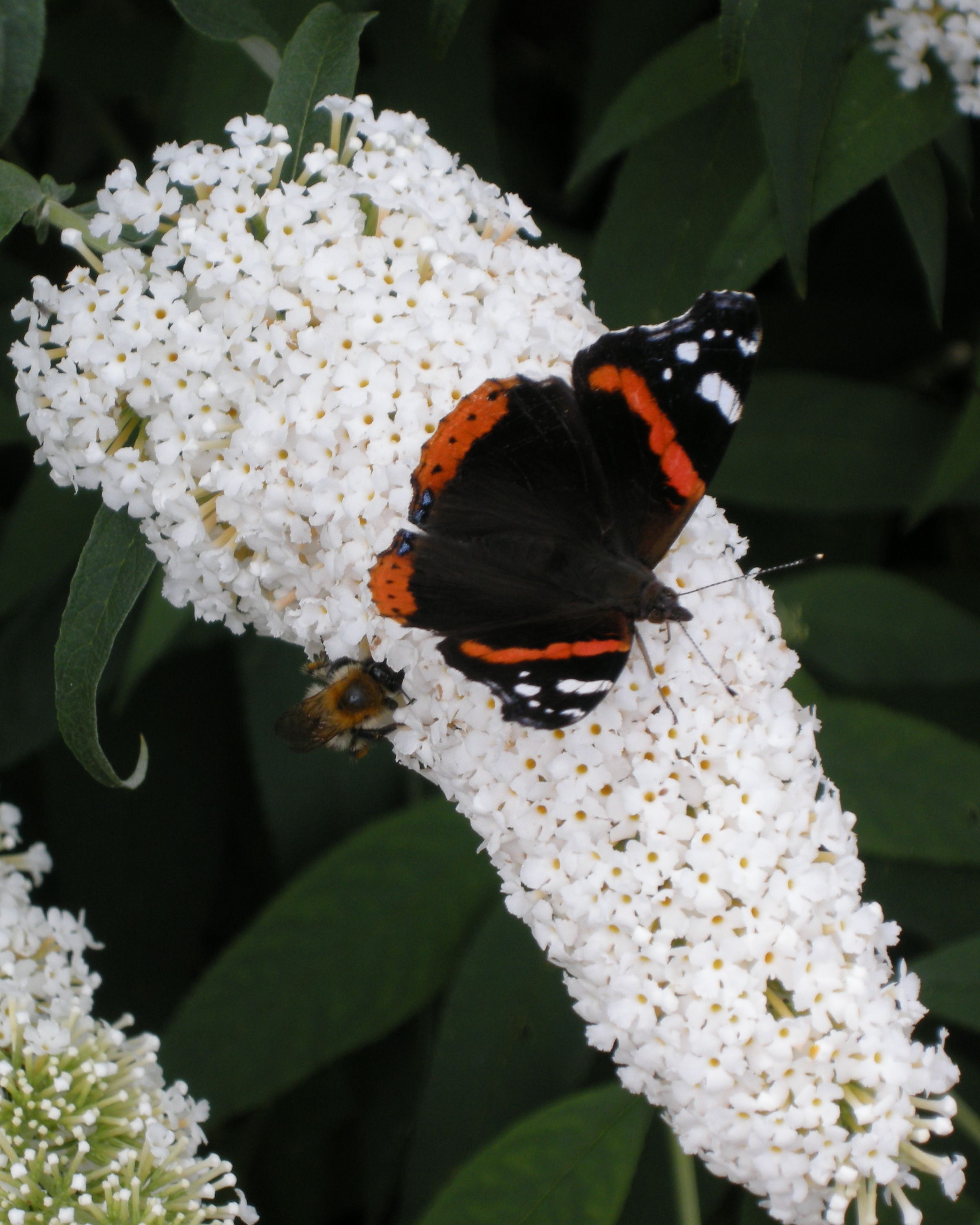 Close-Up Of Butterfly Perching On Flowers In Plant