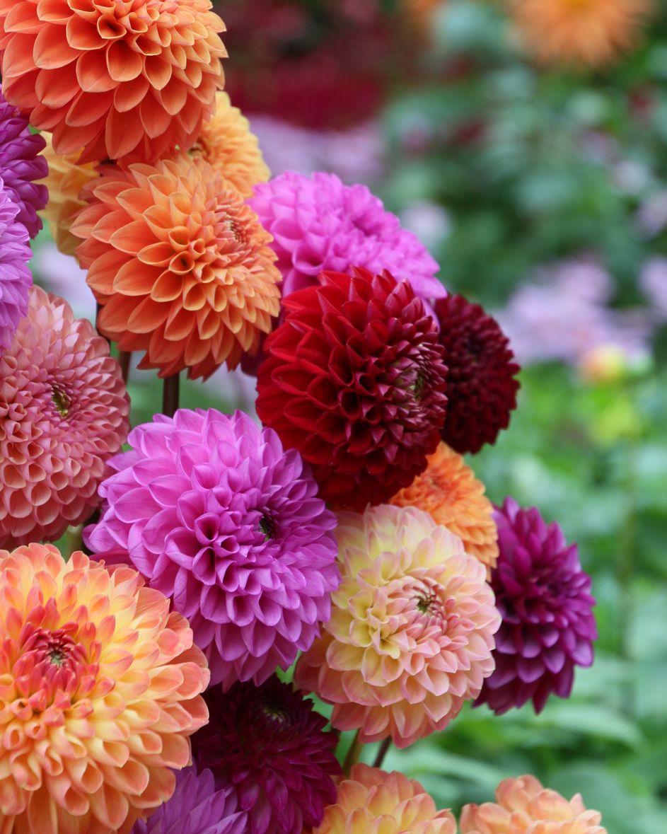 types of flowers dahlia