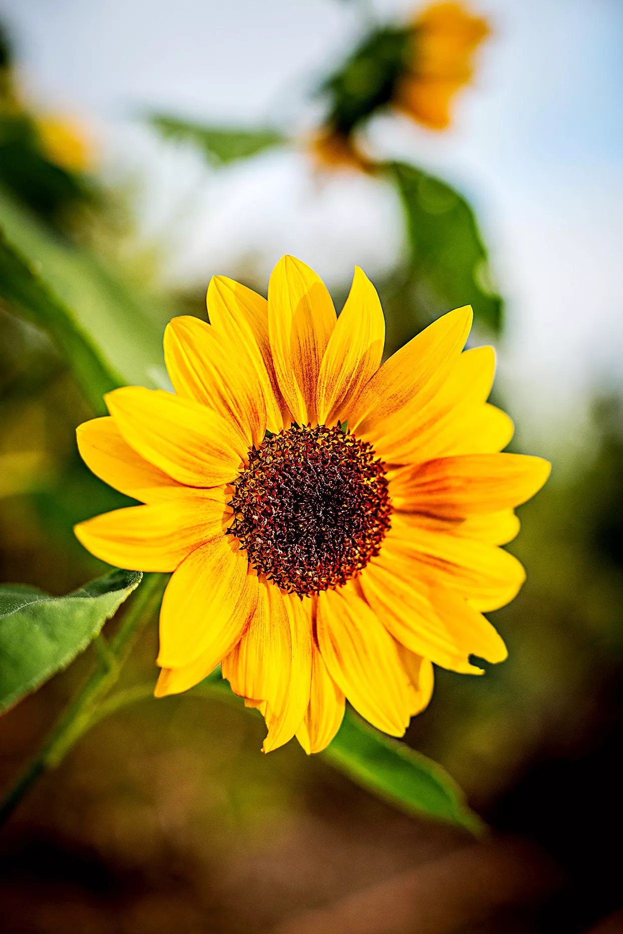 close up of sunflower