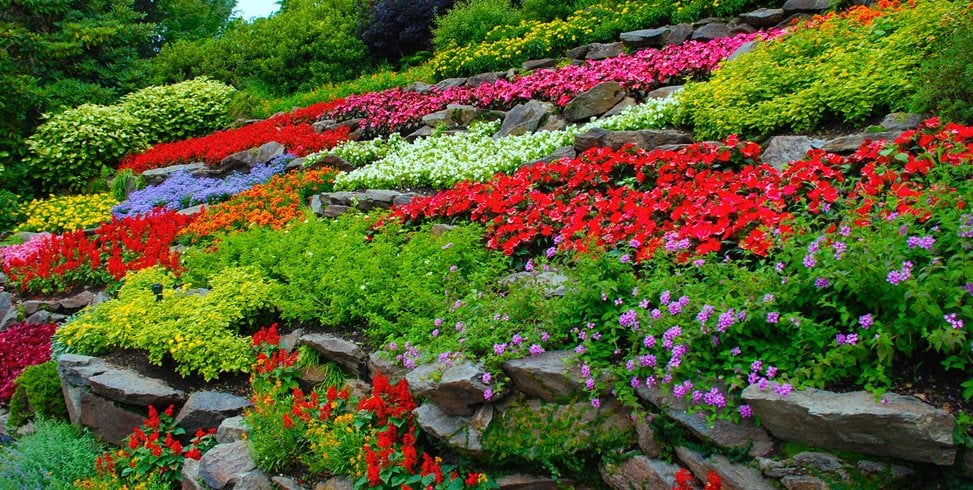 Colorful Flowers, Terraced Hillside Garden Design Calimesa, CA