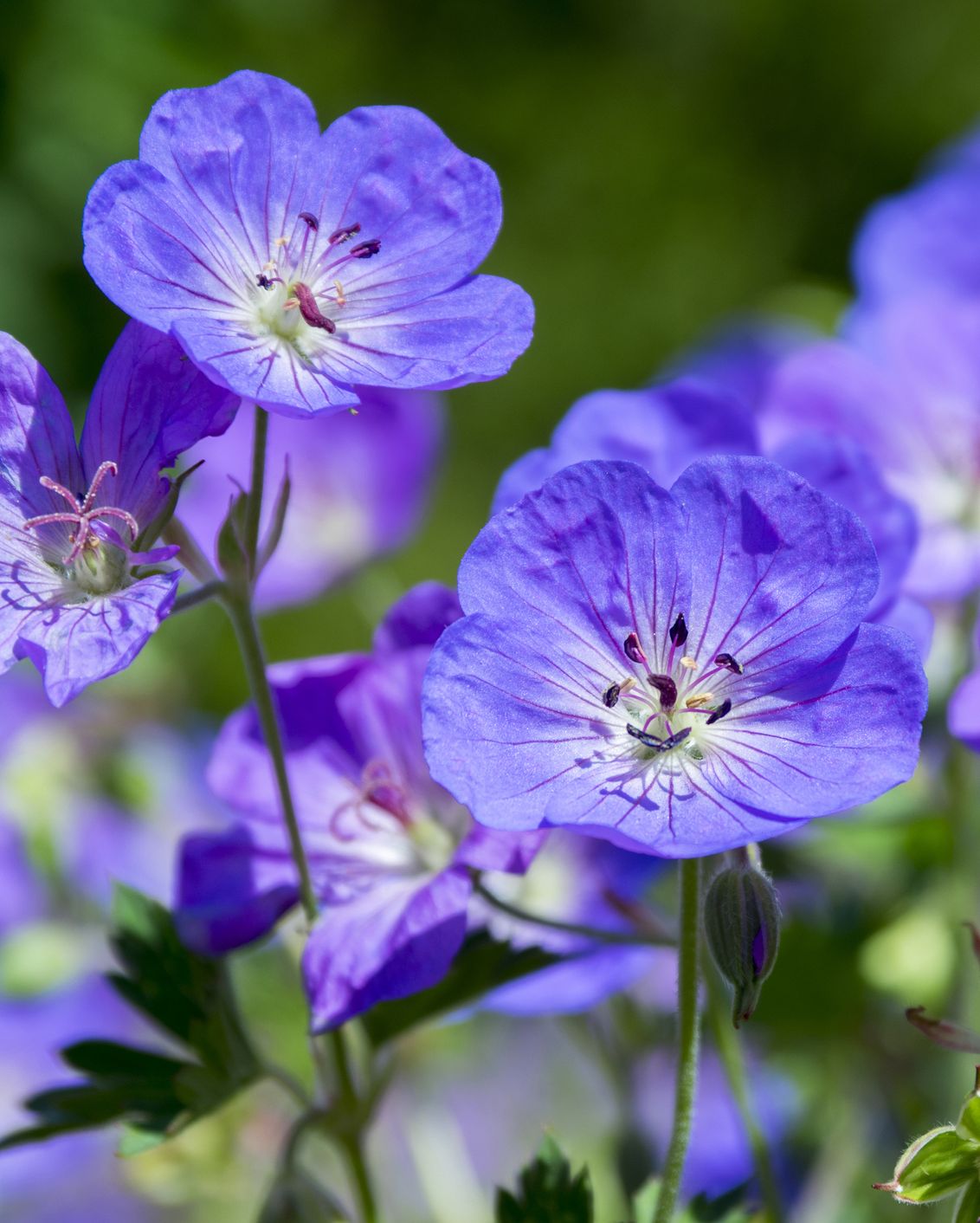 types of flowers cranesbill perennial geranium