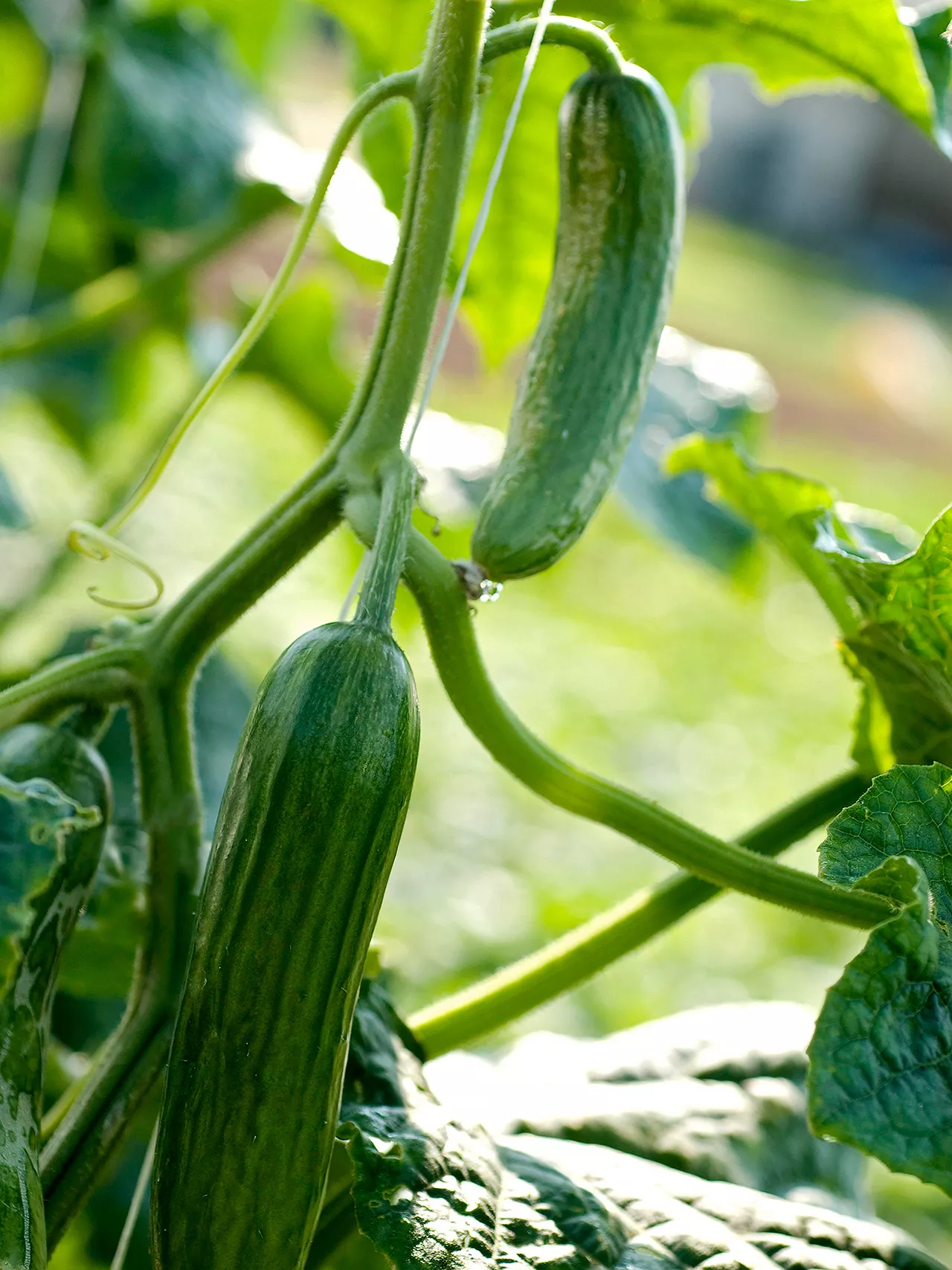 cucumber plant detail