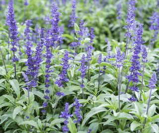 Blue purple spires of salvia