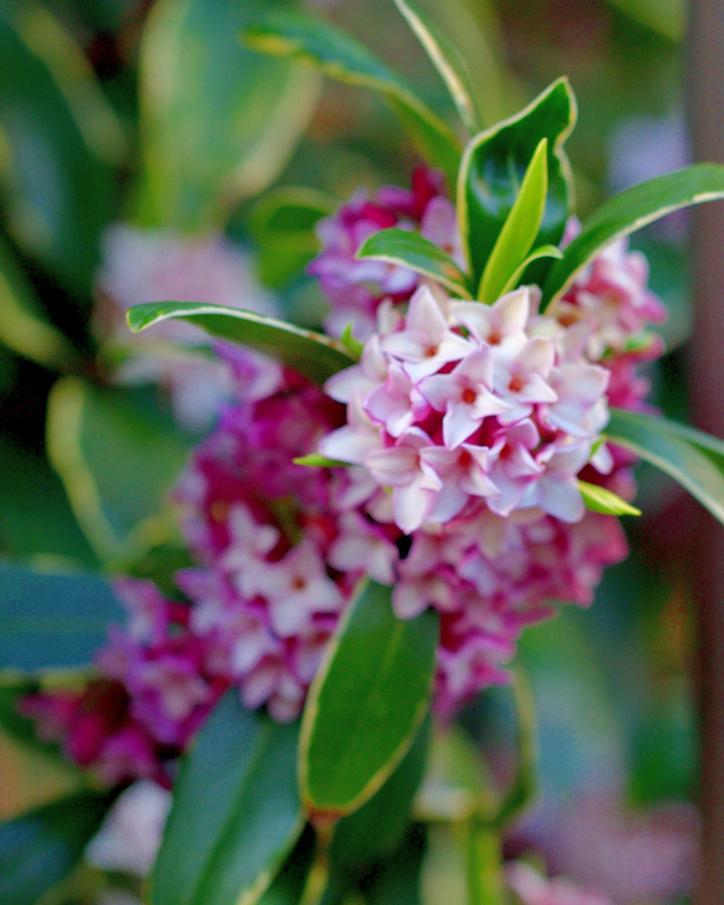 types of flowers daphne shrub