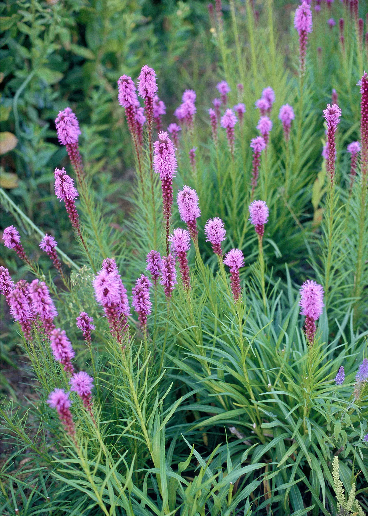 detail purple gayfeather liatris