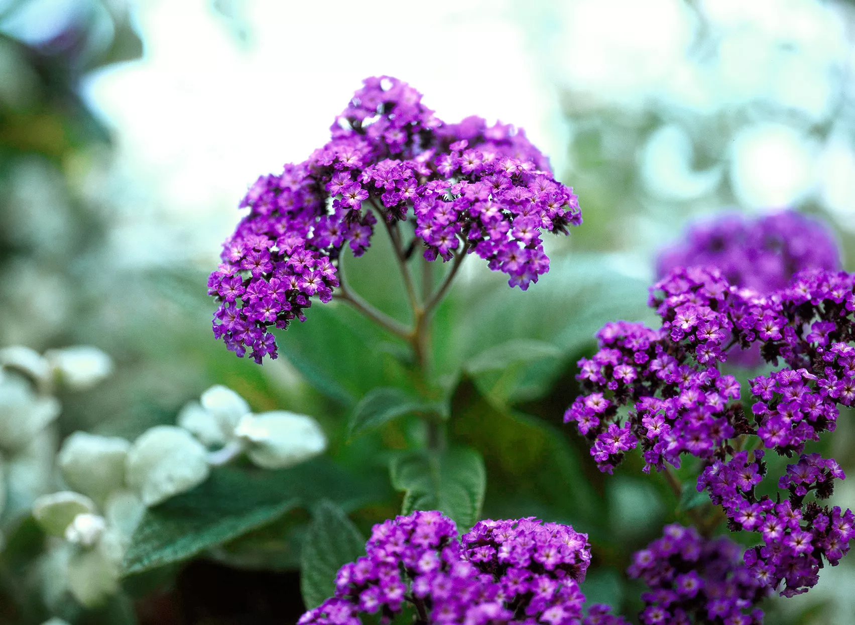 detail of purple heliotrope