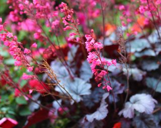 Coral bells or Heuchera