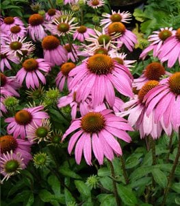 Coneflowers