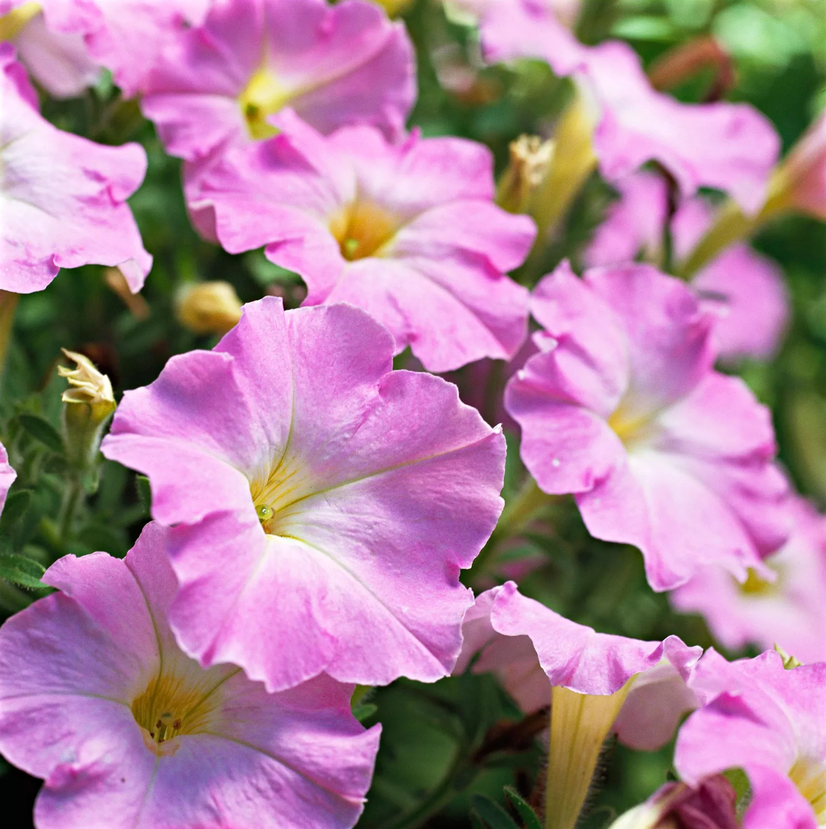 Fantasy Pink Morn petunia