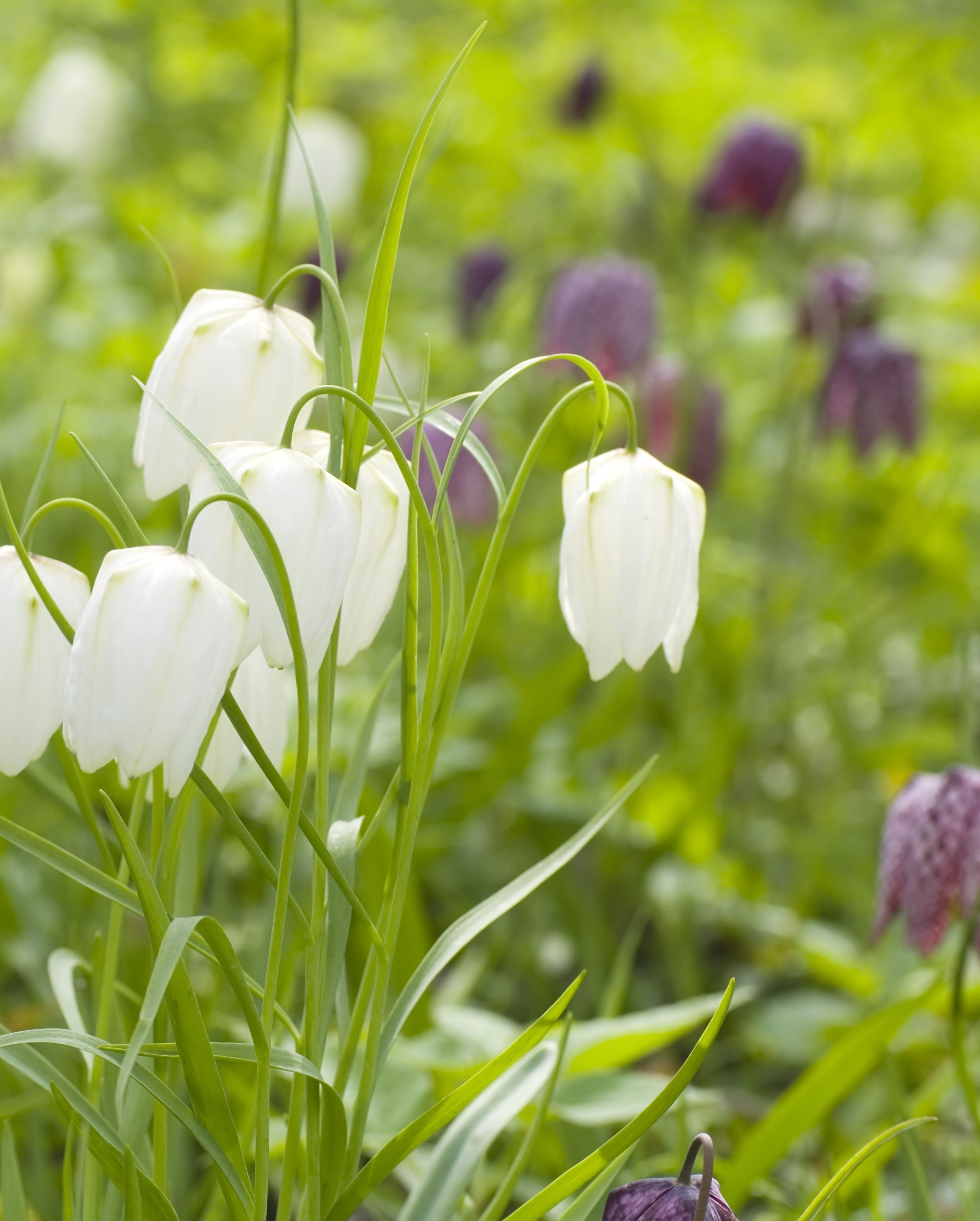 types of flowers fritillaria