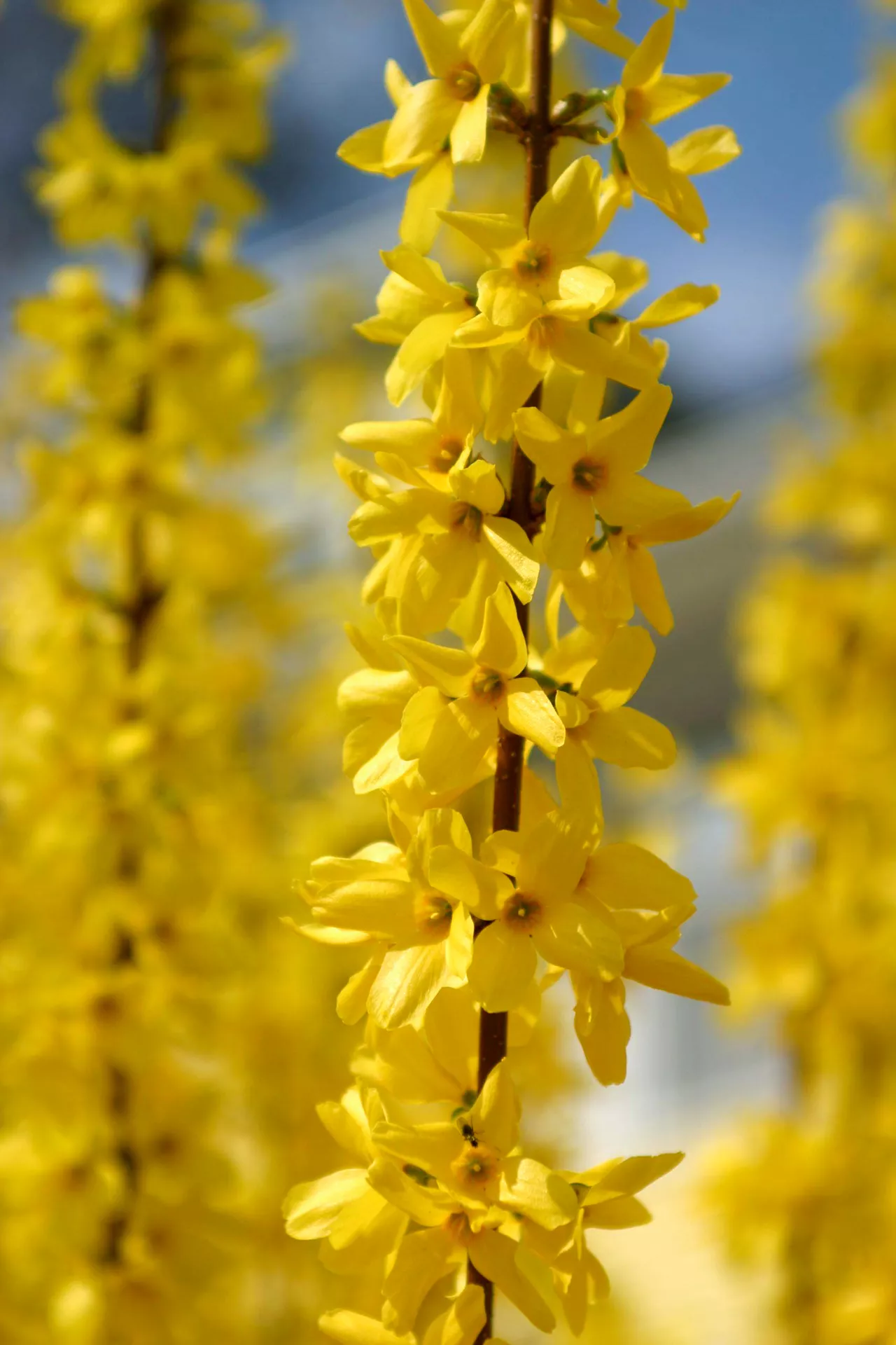 forsythia single branch of spring flowering shrub