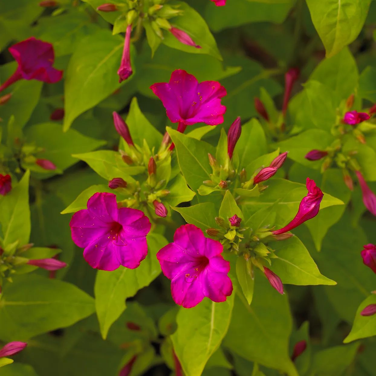 four o clock pink flowers blooming in garden