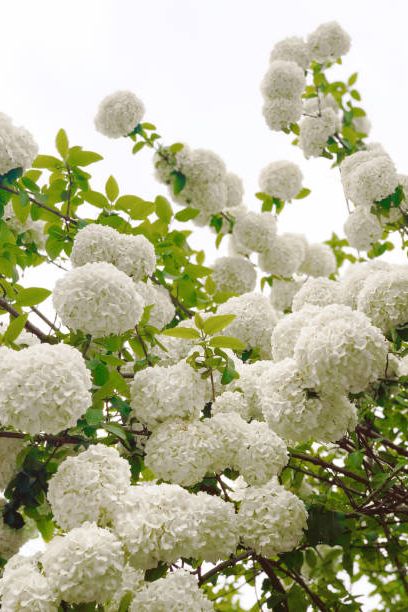 hydrangea in yangzhou, china