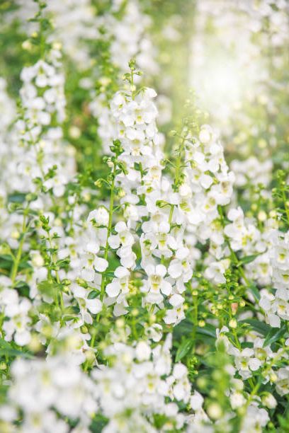 angelonia flower, angelonia goyazensis benth in the flower gardenn