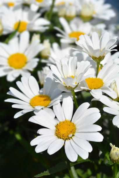 shasta daisy flowers   latin name   leucanthemum maximum