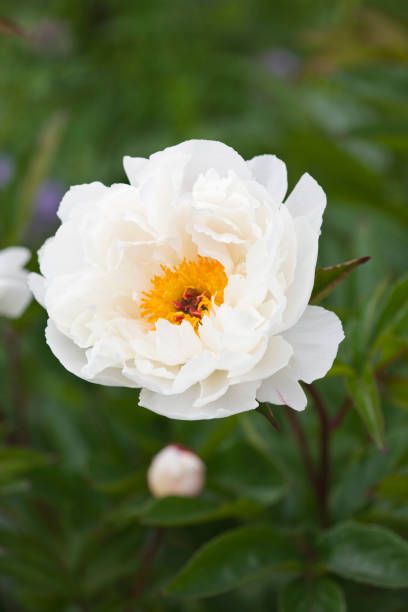 jo bennison peonies, lincolnshire close up of peony minnie shaylor