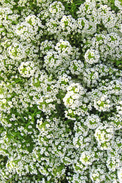 a lot of white flowers of lobularia in the garden