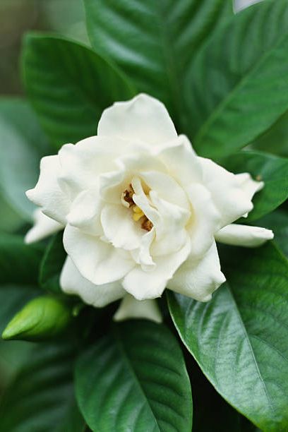 gardenia