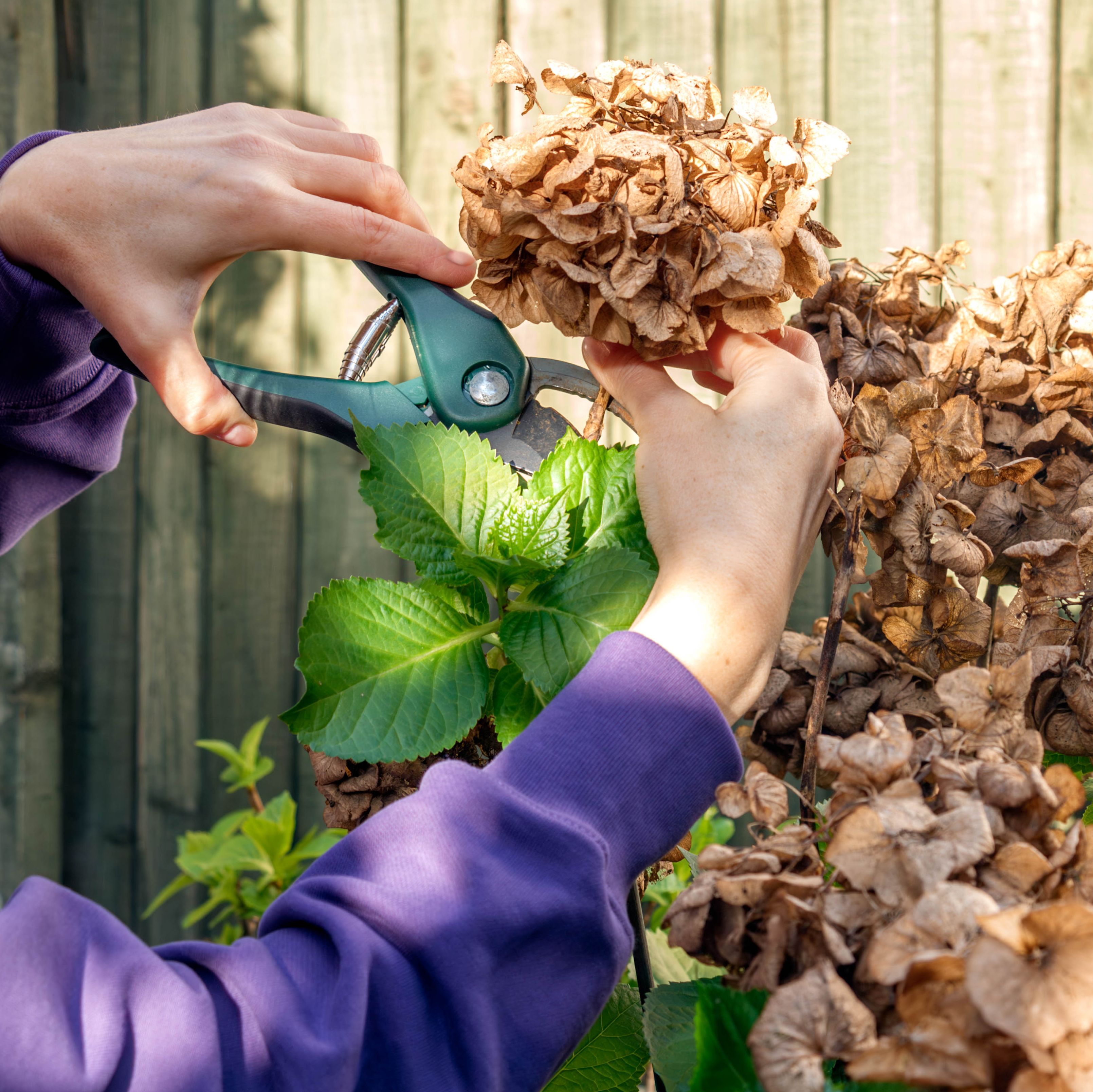 hands pruning a hydrangea bush with secateurs against a wooden fence