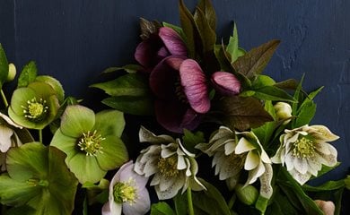 <em>Helleborus</em> x <em>hybridus</em>