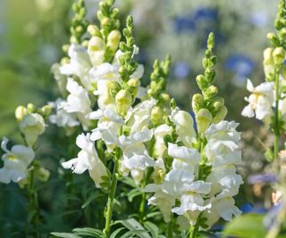 White snapdragon flowers