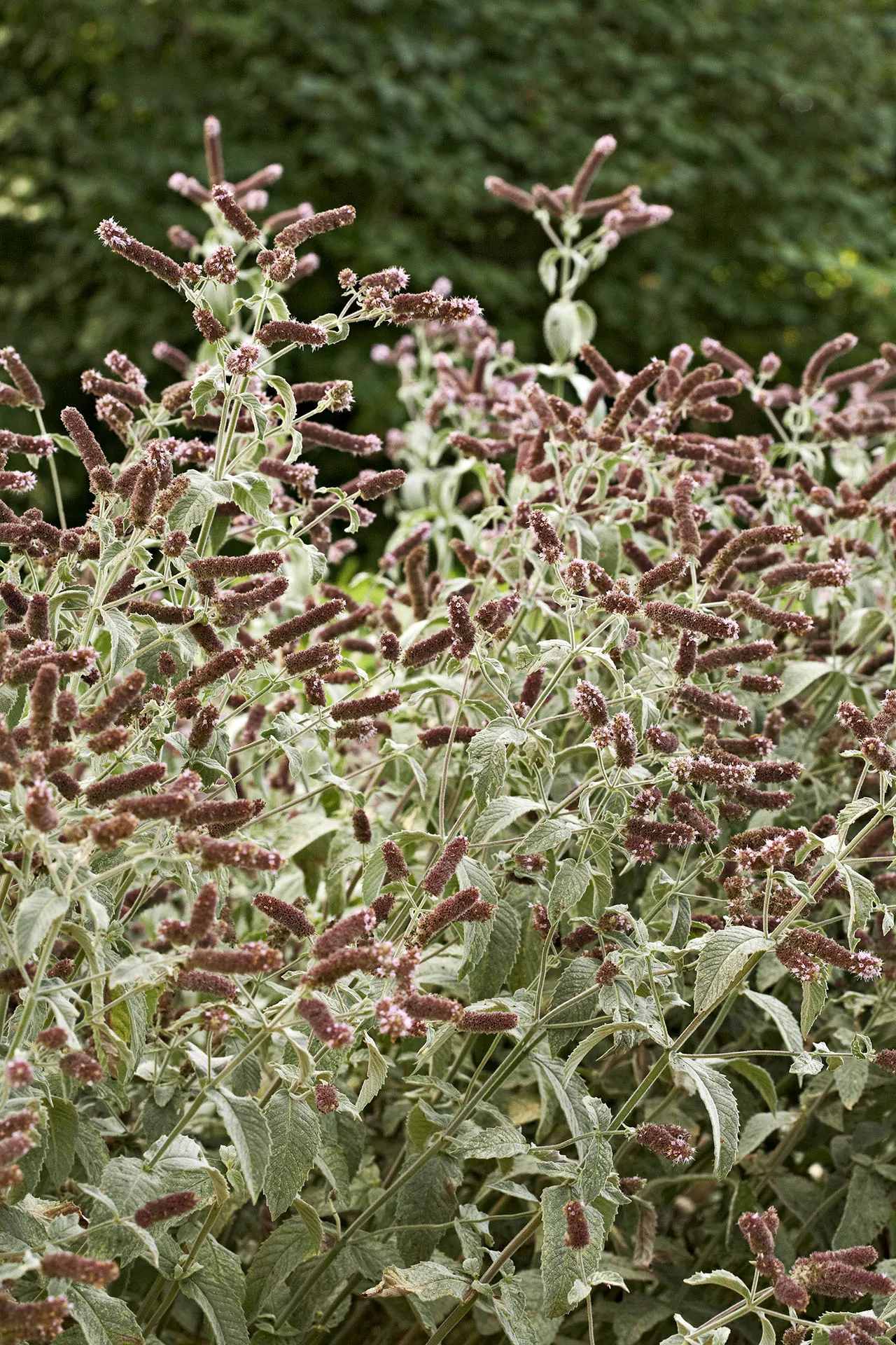 Himalayan Silver Spearmint