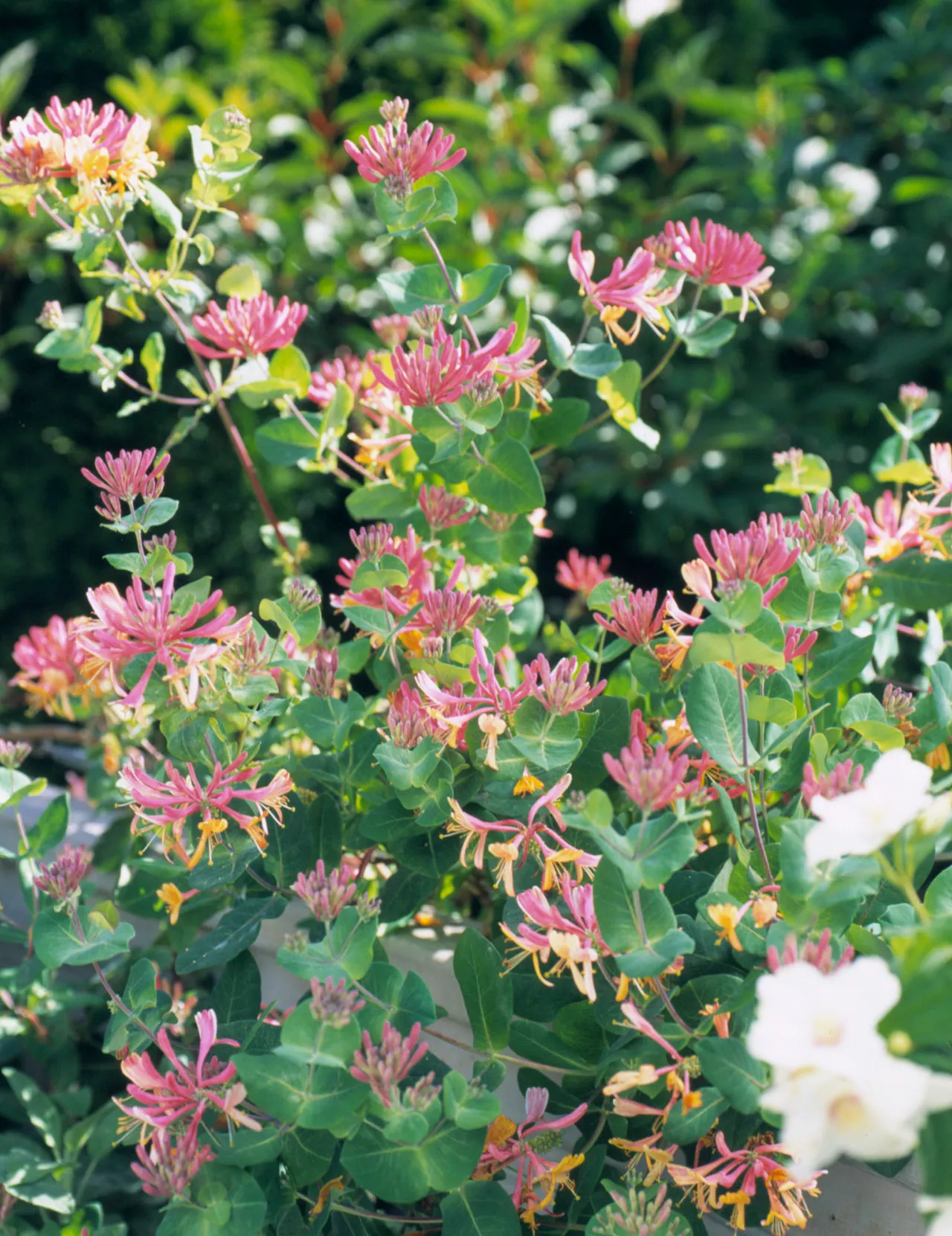 Honeysuckle Vine