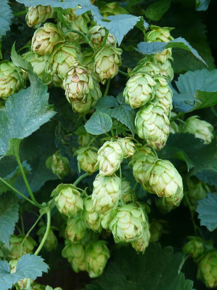 hops-59997_1920_full_width.jpg