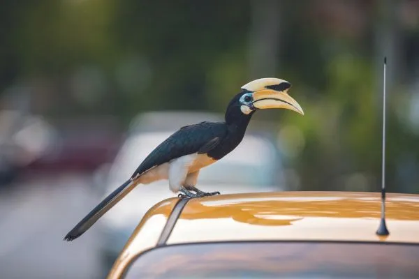 Hornbills in Singapore