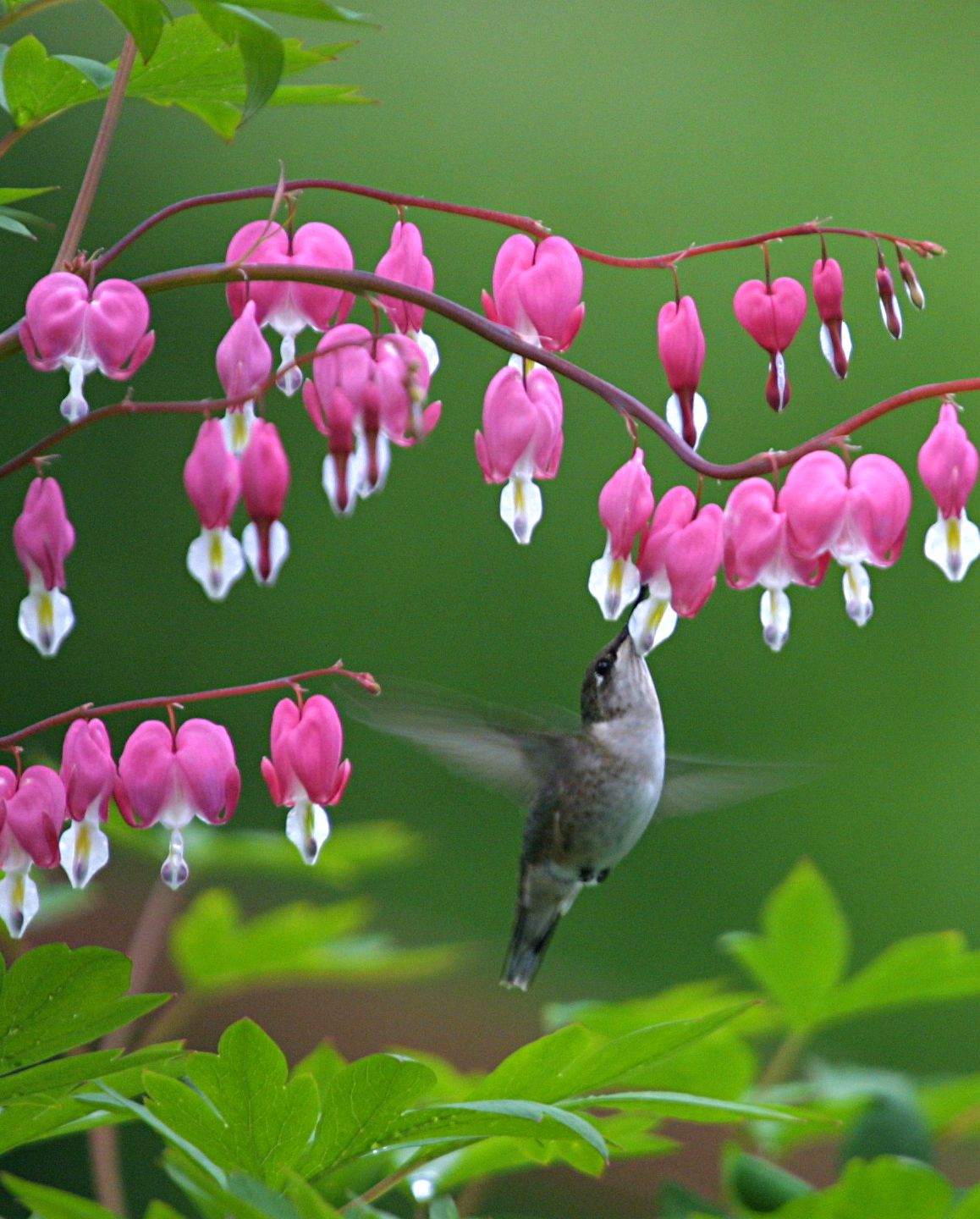 types of flowers bleeding heart