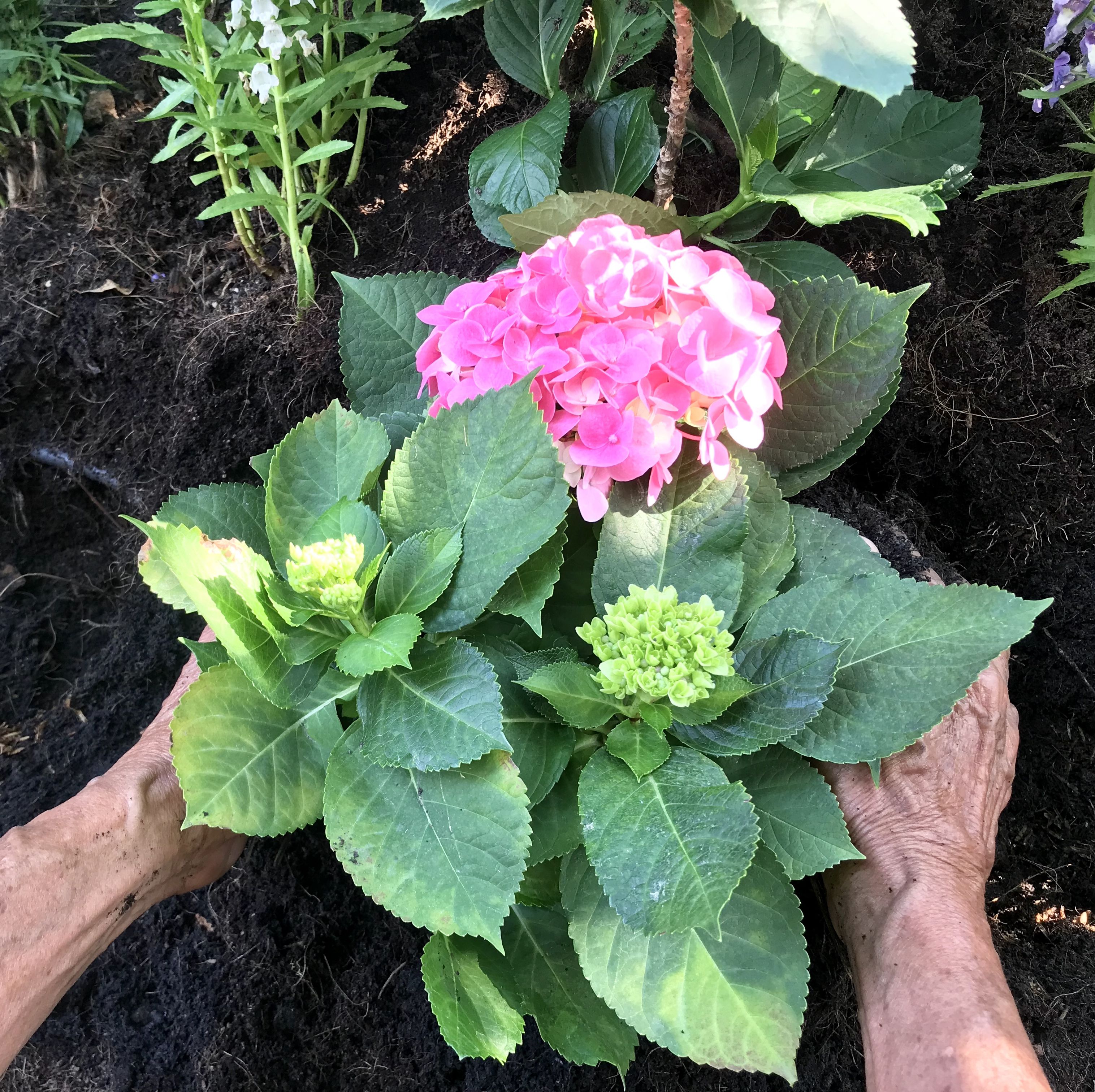 hydrangea flower planting, man growing flower plant in the garden