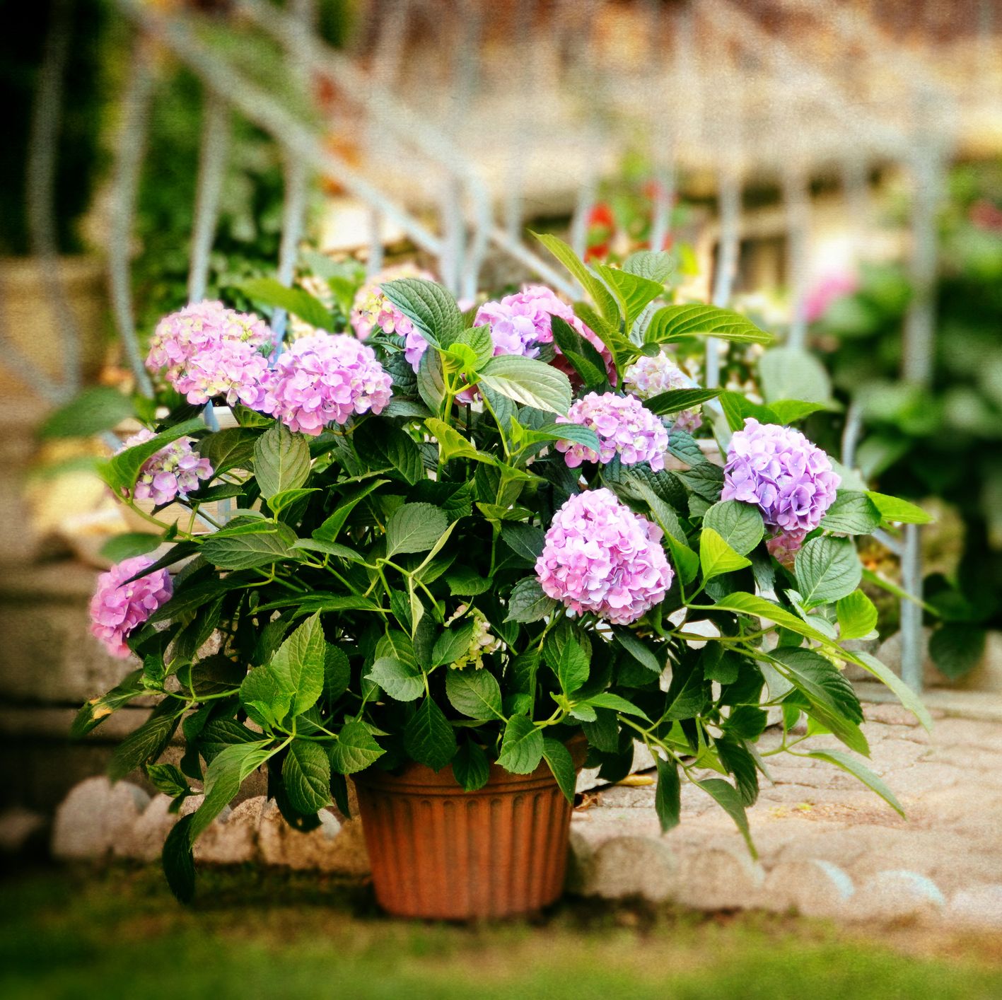 hydrangea's old fashioned charm