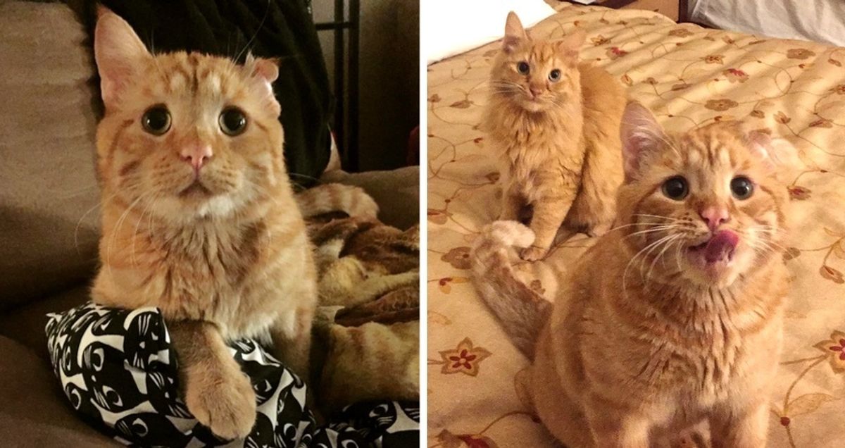 Former Shelter Cat Takes to Wobbly Kitty Who Needed Someone to Love