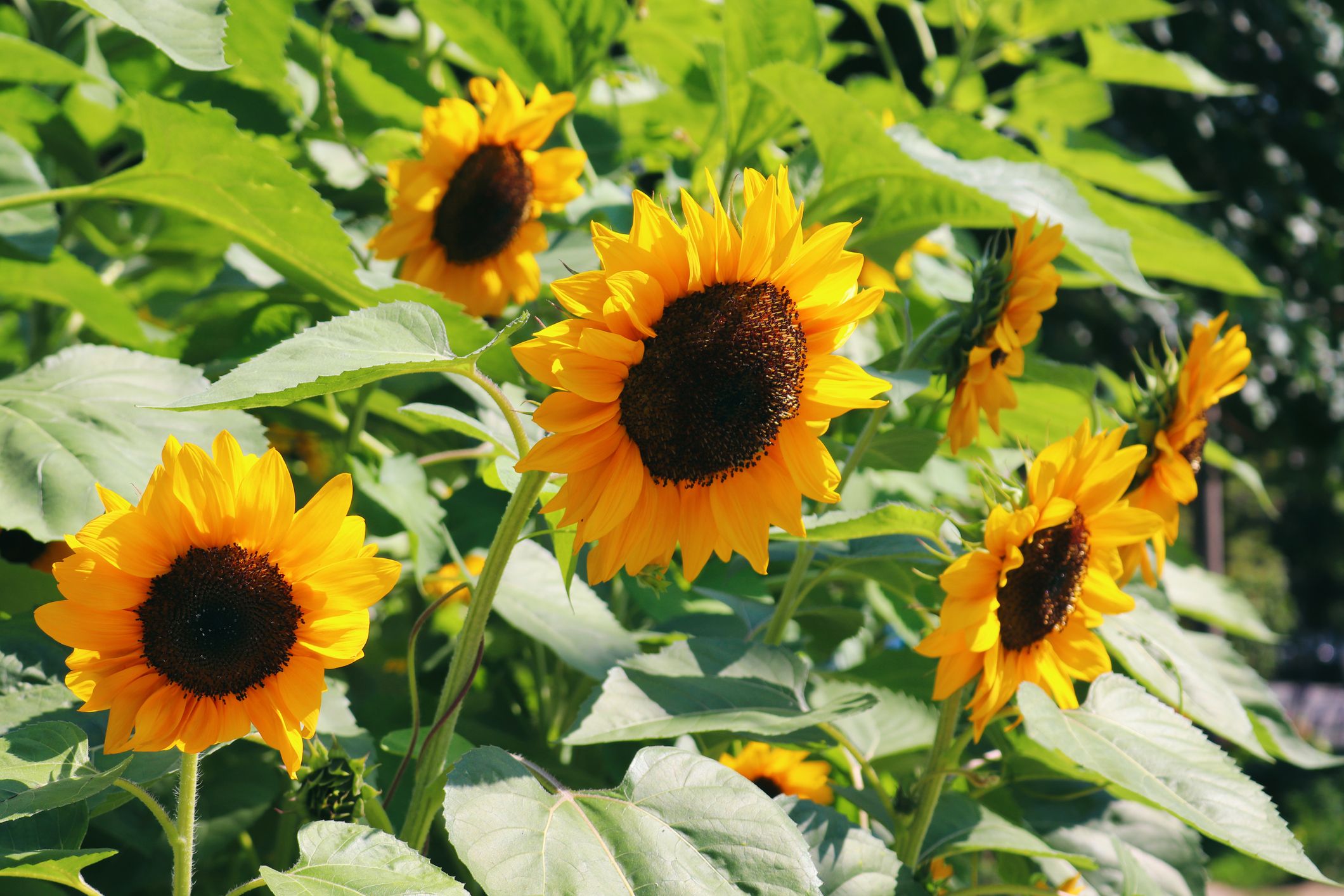 when to plant sunflowers