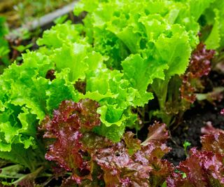 Lettuce leaves growing on vegetable plot