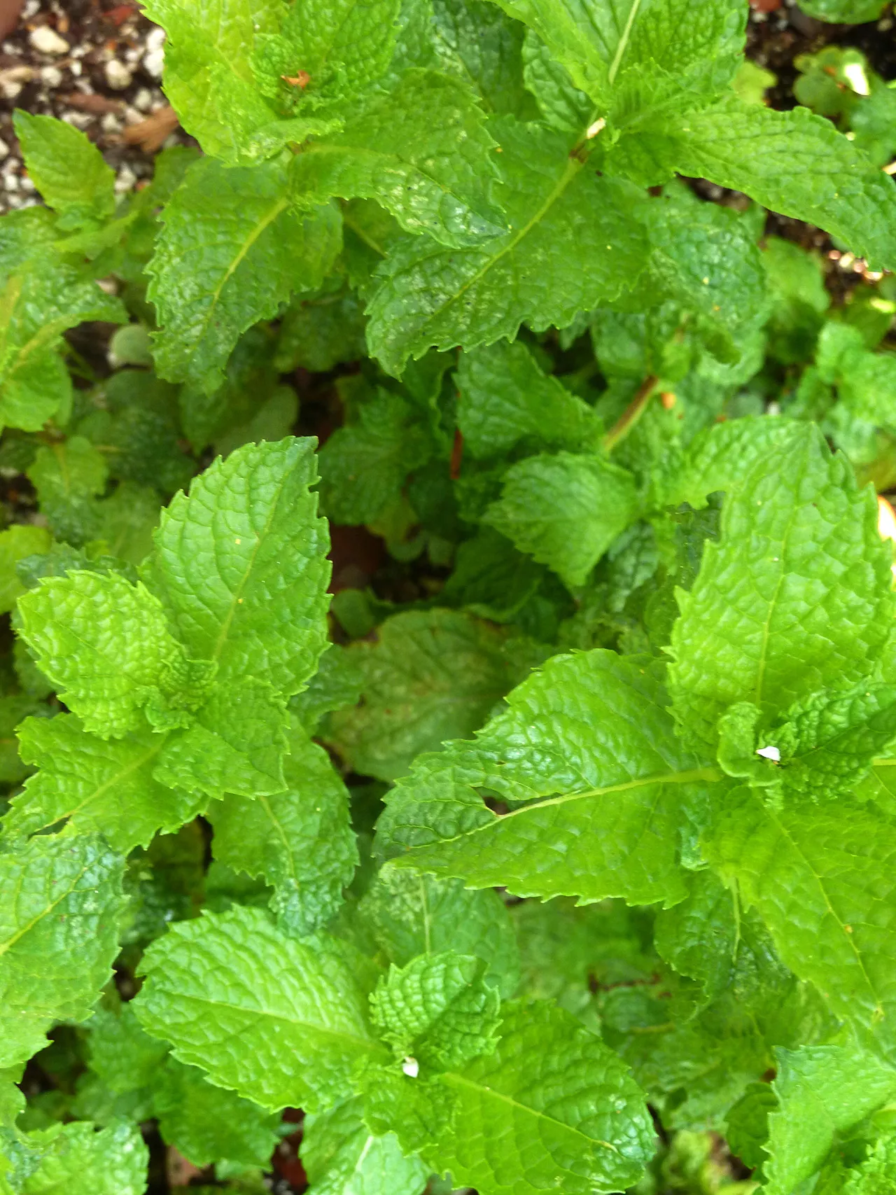 Kentucky Colonel Mint