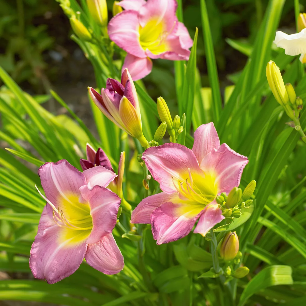 Lavender Vista daylily