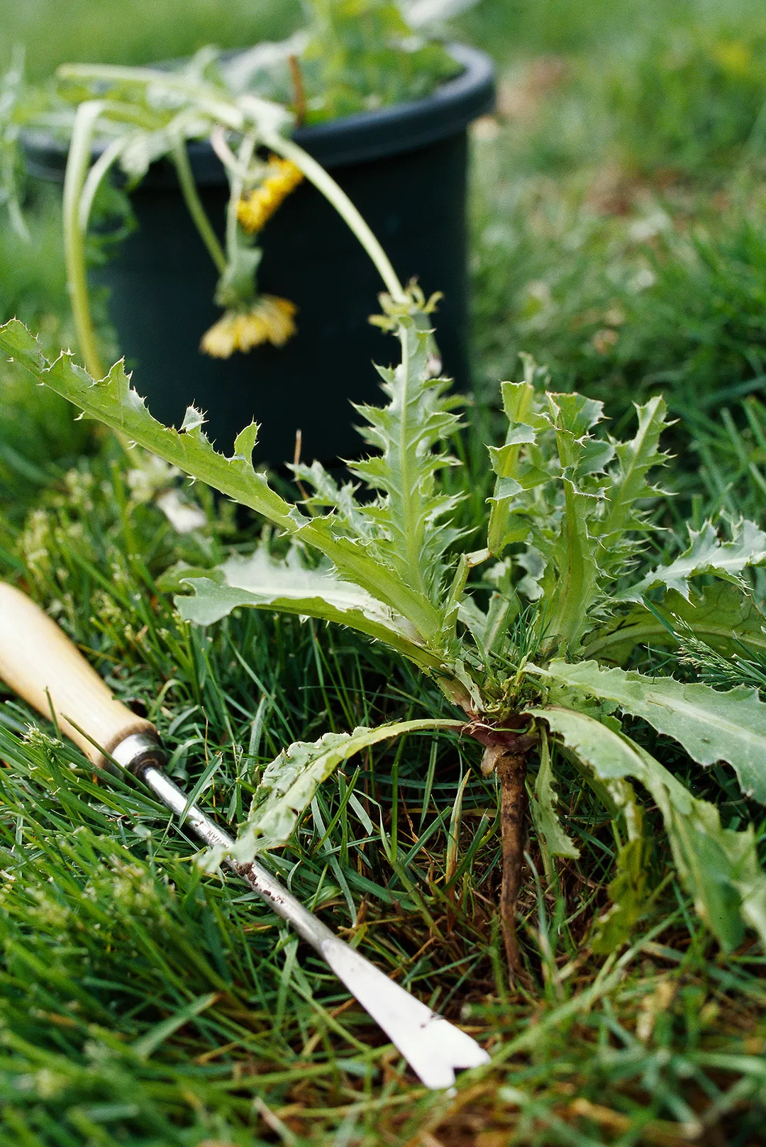 lawn weeds tools dandelions pull up lawn maintenance