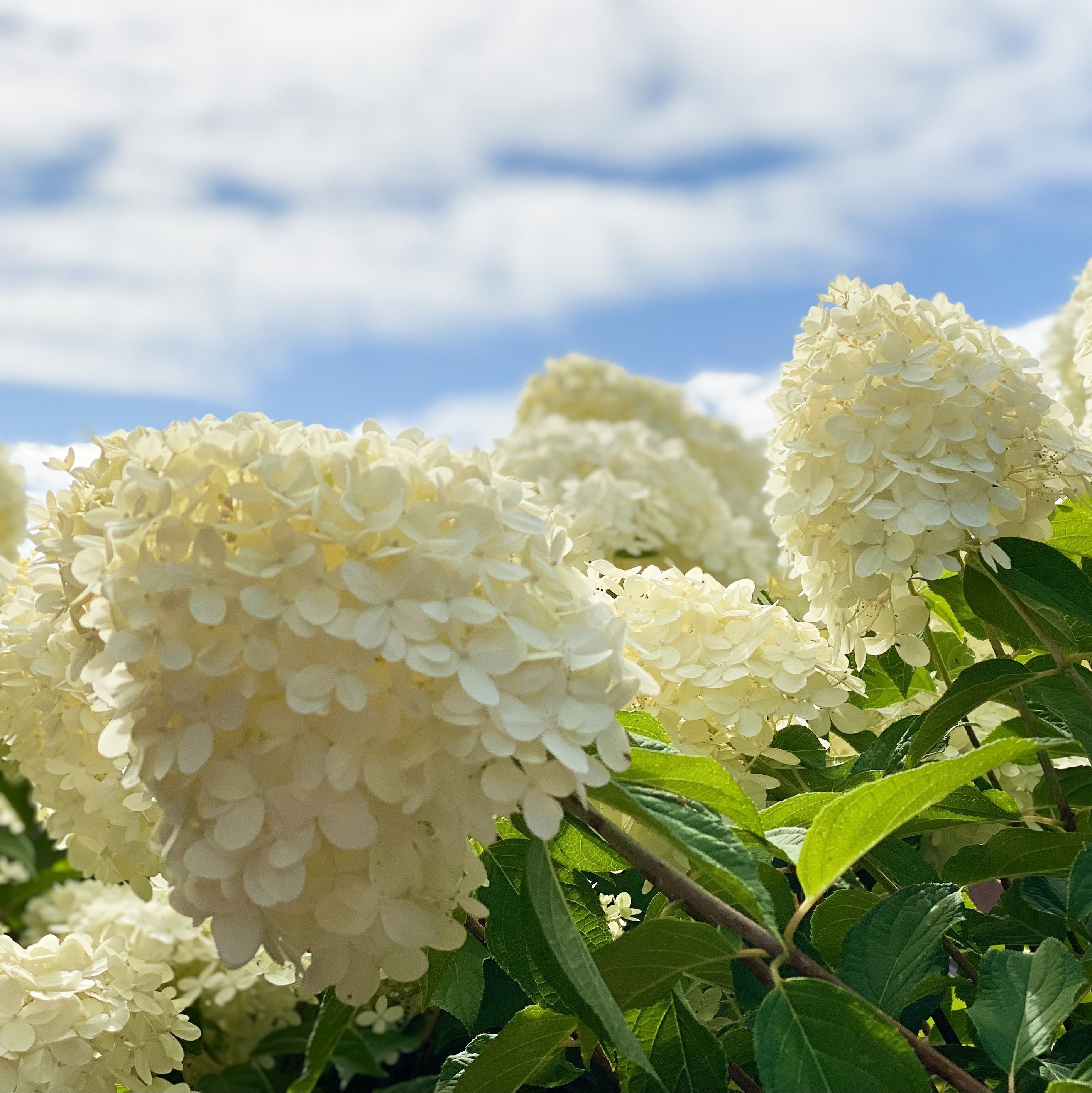 white limelight hydrangeas, a low maintenance bush, with white flowers against a sunny blue sky