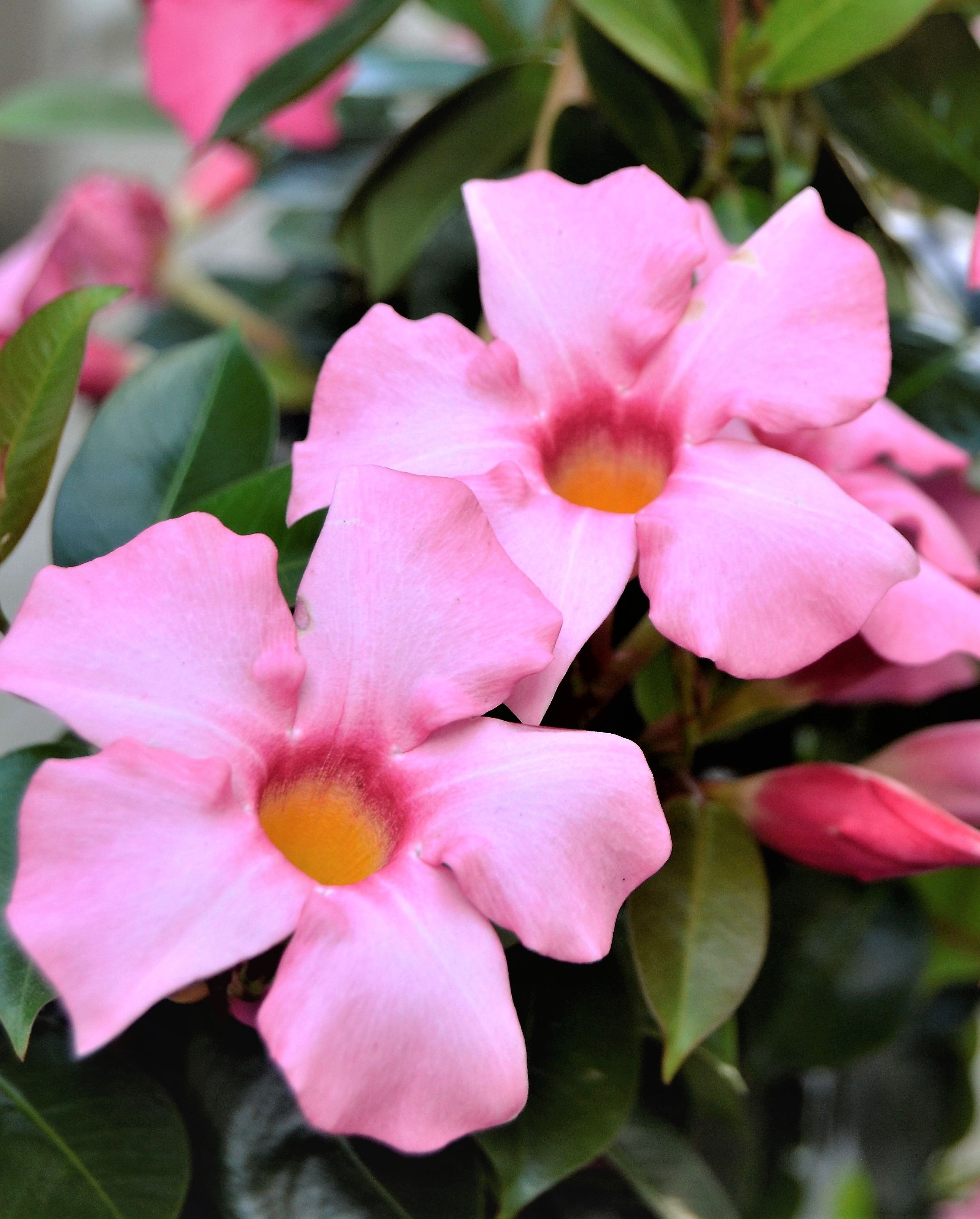 types of flowers mandevilla