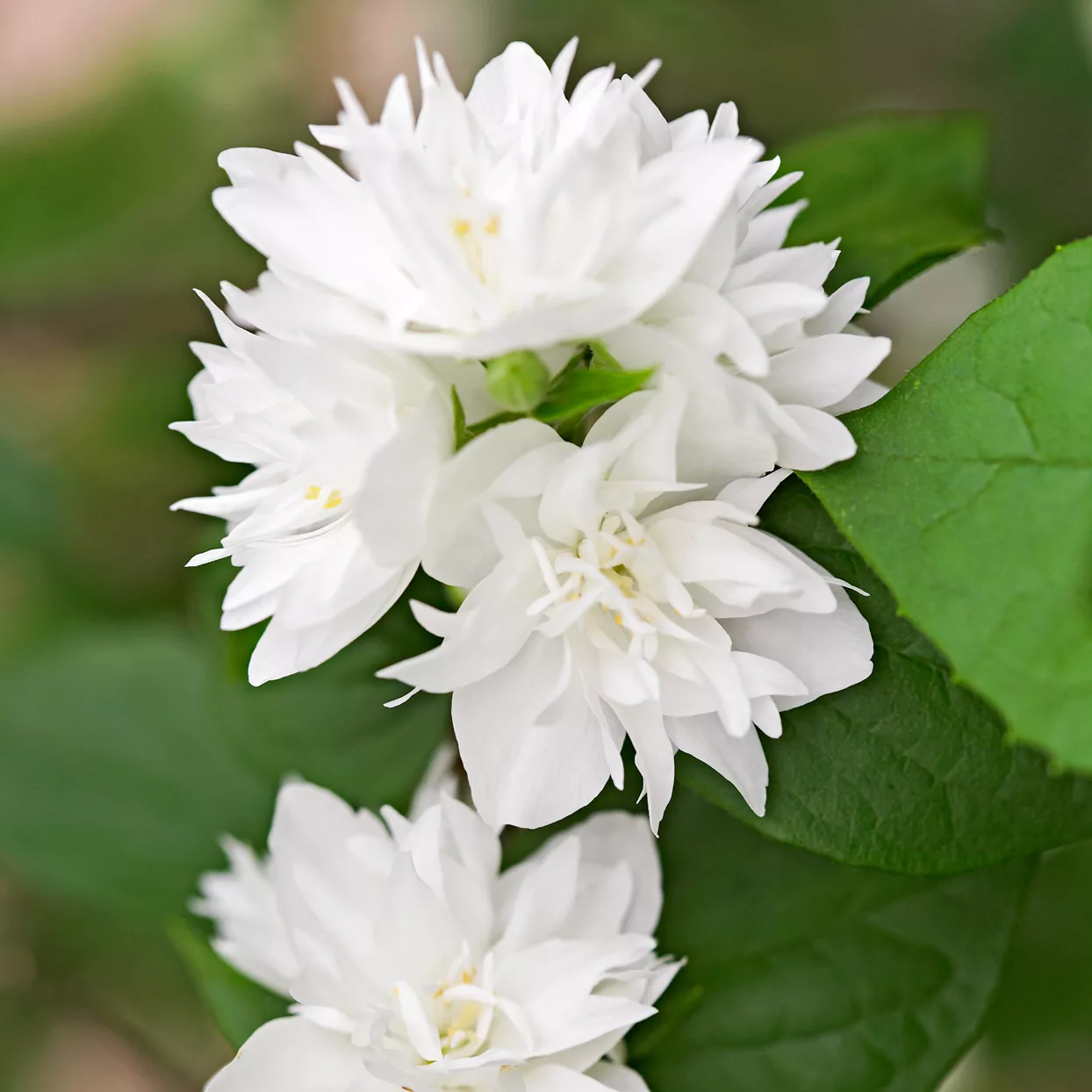 Miniature Snowflake mock orange